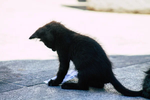 Limassol Chipre Mayo 2020 Vista Del Gato Doméstico Que Vive —  Fotos de Stock