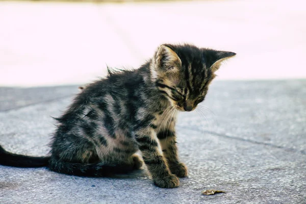 Limassol Chipre Maio 2020 Vista Gato Doméstico Que Vive Nas — Fotografia de Stock