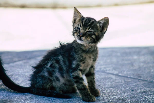 Limassol Ciprus Május 2020 View Domestic Cat Living Streets Limassol — Stock Fotó