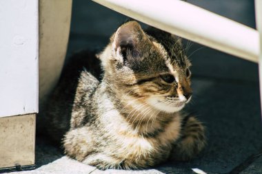 Limasol Kıbrıs Rum Kesimi 30 Mayıs 2020 Kıbrıs Rum Kesimi 'nde Limasol sokaklarında yaşayan evcil kedinin görüntüsü