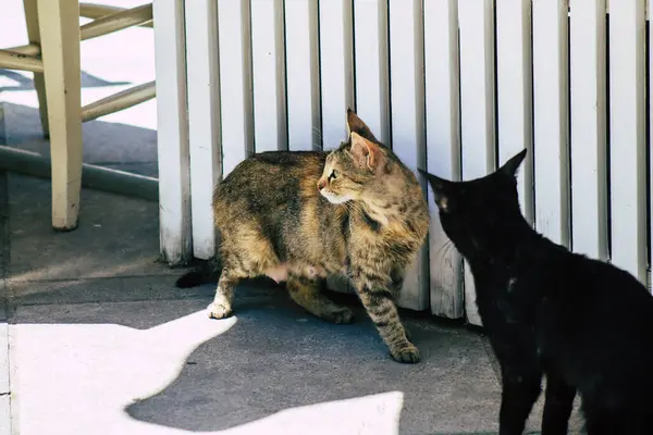 Limassol Cyprus May 2020 View Domestic Cat Living Streets Limassol — Stock Photo, Image