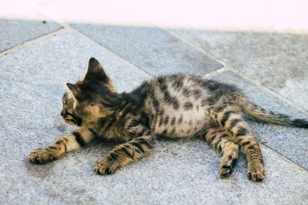 Limassol Chipre Maio 2020 Vista Gato Doméstico Que Vive Nas — Fotografia de Stock