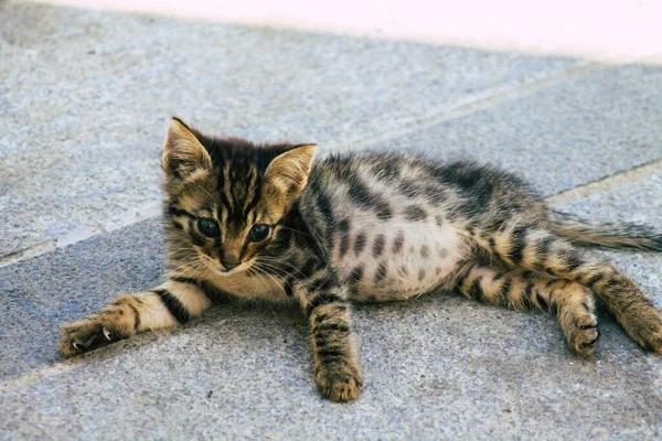塞浦路斯利马索尔2020年5月30日看到生活在塞浦路斯利马索尔街头的家猫 — 图库照片