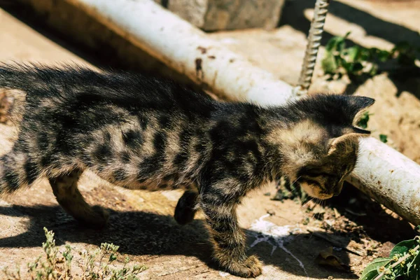 Limassol Cyprus May 2020 View Domestic Cat Living Streets Limassol — Stock Photo, Image