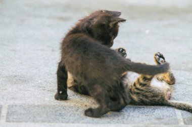 Limasol Kıbrıs Rum Kesimi 30 Mayıs 2020 Kıbrıs Rum Kesimi 'nde Limasol sokaklarında yaşayan evcil kedinin görüntüsü