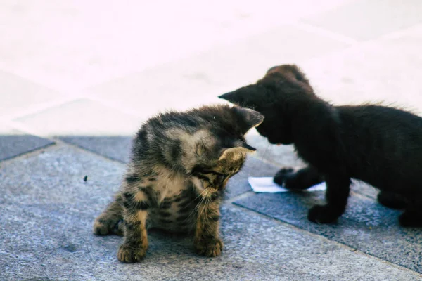 Limassol Chipre Maio 2020 Vista Gato Doméstico Que Vive Nas — Fotografia de Stock