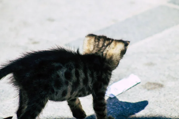 Limassol Cypern Maj 2020 Visa Inhemska Katt Bor Gatorna Limassol — Stockfoto