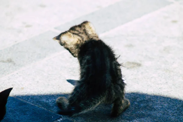 塞浦路斯利马索尔2020年5月30日看到生活在塞浦路斯利马索尔街头的家猫 — 图库照片