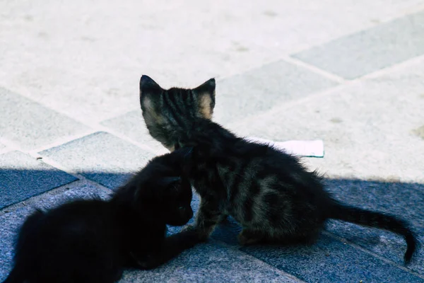 Limassol Chipre Mayo 2020 Vista Del Gato Doméstico Que Vive — Foto de Stock