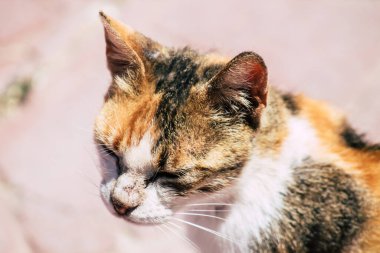 Kıbrıs Rum Kesimi 3 Haziran 2020 Kıbrıs Rum Kesimi 'nde Limasol sokaklarında yaşayan evcil kedinin görüntüsü