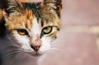 Kıbrıs Rum Kesimi 3 Haziran 2020 Kıbrıs Rum Kesimi 'nde Limasol sokaklarında yaşayan evcil kedinin görüntüsü