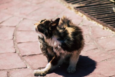 Kıbrıs Rum Kesimi 3 Haziran 2020 Kıbrıs Rum Kesimi 'nde Limasol sokaklarında yaşayan evcil kedinin görüntüsü