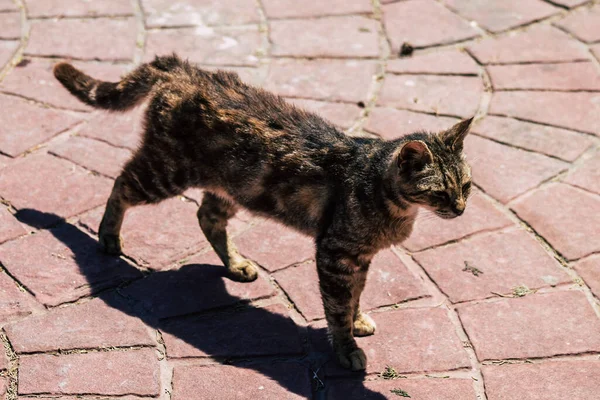塞浦路斯利马索尔2020年6月3日看到生活在塞浦路斯利马索尔街头的家猫 — 图库照片