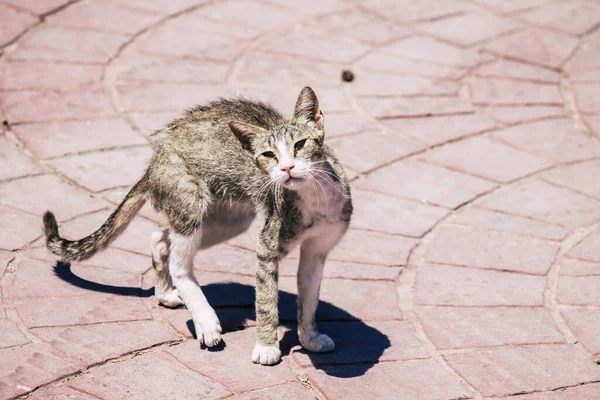 Limassol Chipre Junio 2020 Vista Del Gato Doméstico Viviendo Las — Foto de Stock