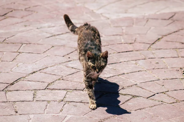 Limassol Chipre Junio 2020 Vista Del Gato Doméstico Viviendo Las — Foto de Stock