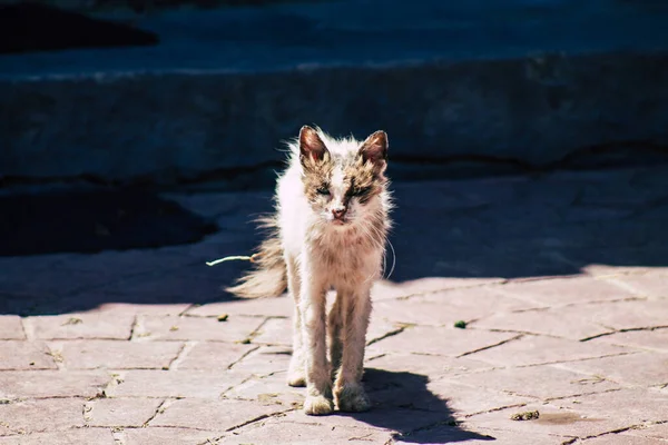 Limassol Cyprus June 2020 View Domestic Cat Living Streets Limassol — Stock Photo, Image