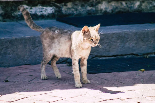 Limassol Chipre Junio 2020 Vista Del Gato Doméstico Viviendo Las — Foto de Stock