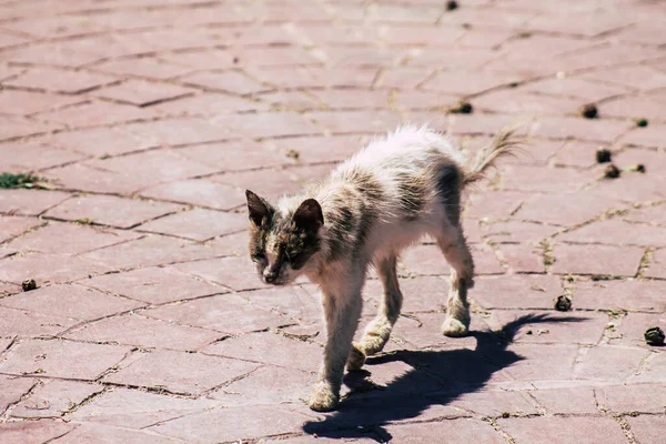 Limassol Cyprus June 2020 View Domestic Cat Living Streets Limassol — Stock Photo, Image