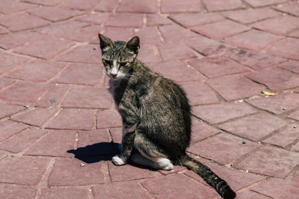 Limassol Ciprus Június 2020 View Domestic Cat Living Streets Limassol — Stock Fotó