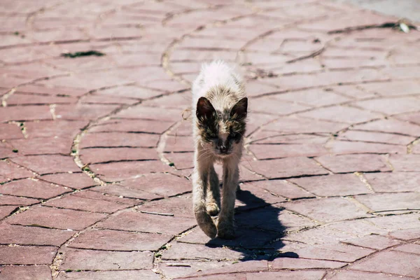 Limassol Chipre Junho 2020 Vista Gato Doméstico Que Vive Nas — Fotografia de Stock