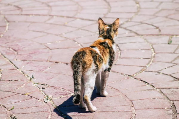 Limassol Chipre Junio 2020 Vista Del Gato Doméstico Viviendo Las — Foto de Stock