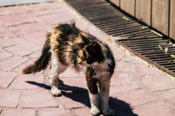 Limassol Chipre Junio 2020 Vista Del Gato Doméstico Viviendo Las — Foto de Stock