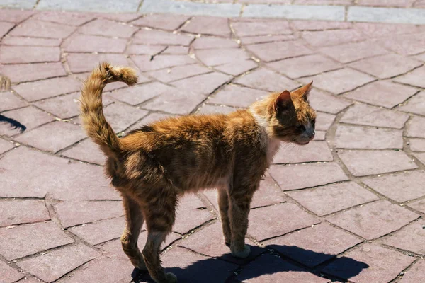 Limassol Kypr Červen 2020 Pohled Kočky Žijící Ulicích Limassolu Kyperském — Stock fotografie