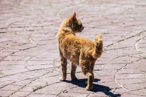 リマソルキプロス2020年6月3日キプロス島リマソルの街に住む猫の様子 — ストック写真