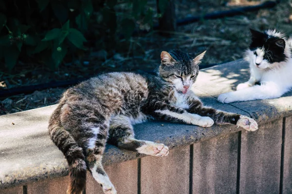 Limassol Cipro Giugno 2020 Veduta Del Gatto Domestico Che Vive — Foto Stock