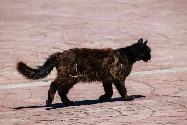 Limassol Chipre Junio 2020 Vista Del Gato Doméstico Viviendo Las — Foto de Stock