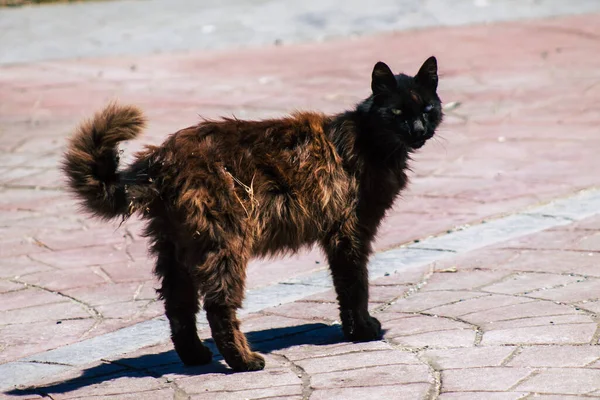 塞浦路斯利马索尔2020年6月3日看到生活在塞浦路斯利马索尔街头的家猫 — 图库照片