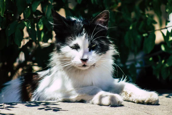 リマソルキプロス2020年6月3日キプロス島リマソルの街に住む猫の様子 — ストック写真