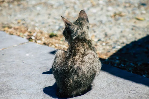 リマソルキプロス2020年6月3日キプロス島リマソルの街に住む猫の様子 — ストック写真