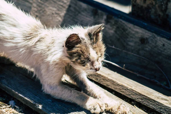 Limassol Cipro Giugno 2020 Veduta Del Gatto Domestico Che Vive — Foto Stock