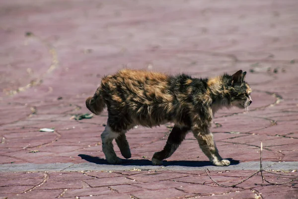 Limassol Chipre Junho 2020 Vista Gato Doméstico Que Vive Nas — Fotografia de Stock