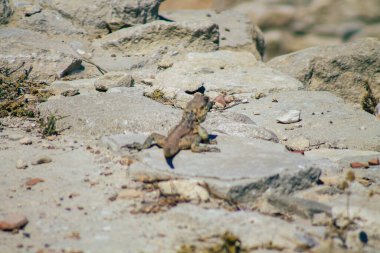 Kıbrıs Rum Kesimi 4 Haziran 2020 'de, Kıbrıs adasındaki Afrodit adasına adanmış büyük bir yer olan Amathous tapınağının arkeolojik kalıntılarına baktı