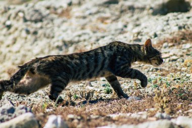 Kıbrıs Rum Kesimi 4 Haziran 2020. Kıbrıs Rum Kesimi 'ndeki Amathousin tapınağının kalıntılarında terk edilmiş evcil kedi manzarası