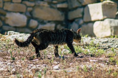 Kıbrıs Rum Kesimi 4 Haziran 2020. Kıbrıs Rum Kesimi 'ndeki Amathousin tapınağının kalıntılarında terk edilmiş evcil kedi manzarası