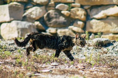 Kıbrıs Rum Kesimi 4 Haziran 2020. Kıbrıs Rum Kesimi 'ndeki Amathousin tapınağının kalıntılarında terk edilmiş evcil kedi manzarası