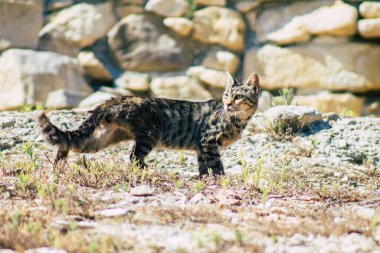 Kıbrıs Rum Kesimi 4 Haziran 2020. Kıbrıs Rum Kesimi 'ndeki Amathousin tapınağının kalıntılarında terk edilmiş evcil kedi manzarası