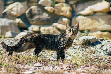 Kıbrıs Rum Kesimi 4 Haziran 2020. Kıbrıs Rum Kesimi 'ndeki Amathousin tapınağının kalıntılarında terk edilmiş evcil kedi manzarası