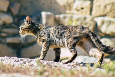 Kıbrıs Rum Kesimi 4 Haziran 2020. Kıbrıs Rum Kesimi 'ndeki Amathousin tapınağının kalıntılarında terk edilmiş evcil kedi manzarası