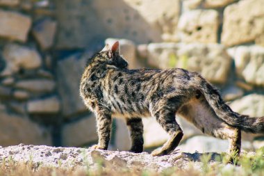 Kıbrıs Rum Kesimi 4 Haziran 2020. Kıbrıs Rum Kesimi 'ndeki Amathousin tapınağının kalıntılarında terk edilmiş evcil kedi manzarası