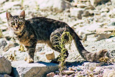 Kıbrıs Rum Kesimi 4 Haziran 2020. Kıbrıs Rum Kesimi 'ndeki Amathousin tapınağının kalıntılarında terk edilmiş evcil kedi manzarası