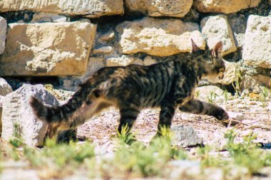 Kıbrıs Rum Kesimi 4 Haziran 2020. Kıbrıs Rum Kesimi 'ndeki Amathousin tapınağının kalıntılarında terk edilmiş evcil kedi manzarası