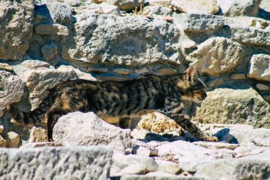 Kıbrıs Rum Kesimi 4 Haziran 2020. Kıbrıs Rum Kesimi 'ndeki Amathousin tapınağının kalıntılarında terk edilmiş evcil kedi manzarası