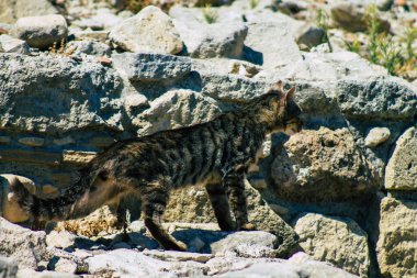 Kıbrıs Rum Kesimi 4 Haziran 2020. Kıbrıs Rum Kesimi 'ndeki Amathousin tapınağının kalıntılarında terk edilmiş evcil kedi manzarası