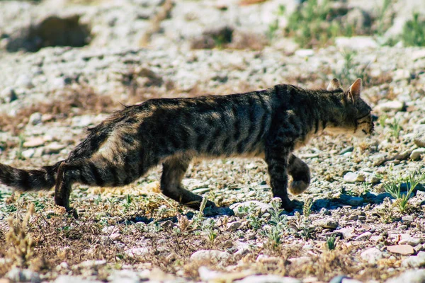 Limassol Chipre Junho 2020 Vista Gato Doméstico Abandonado Que Vive — Fotografia de Stock