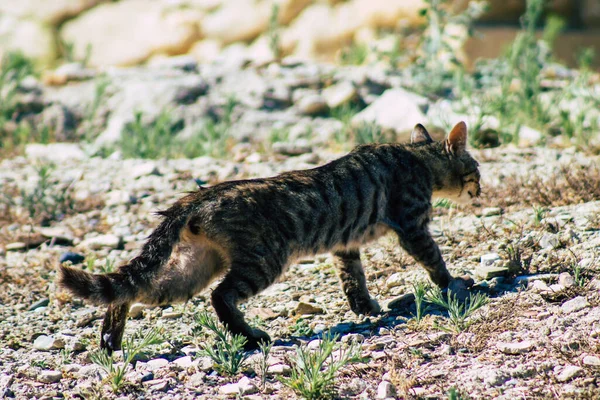 Limassol Chipre Junho 2020 Vista Gato Doméstico Abandonado Que Vive — Fotografia de Stock