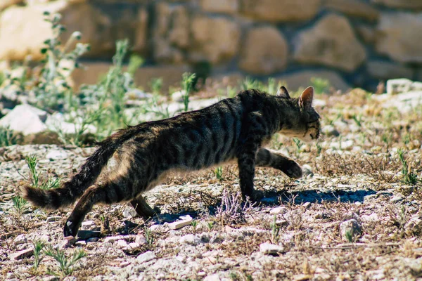 Limassol Chipre Junio 2020 Vista Del Gato Doméstico Abandonado Que — Foto de Stock